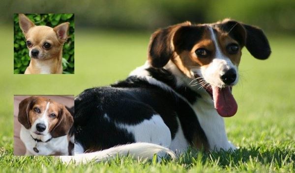 16 гибридных пород собак, о которых вы вряд ли слышали